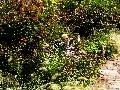 gal/holiday/Yeovil Area 2007 - Tintihull Gardens/_thb_Tintinhull_Gardens_P1010048.jpg